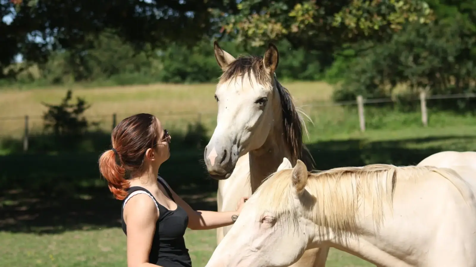 Chevaux au pâturage dans la campagne d'Aucaleuc